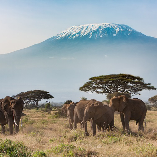 Elephants in Africa